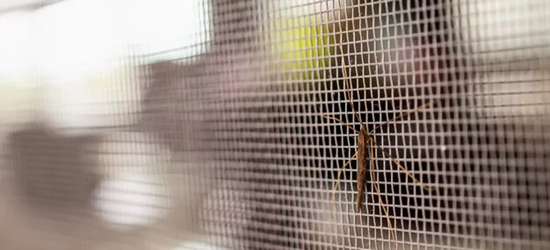 Repair Mosquito Mesh For Windows in Mountain View, CA